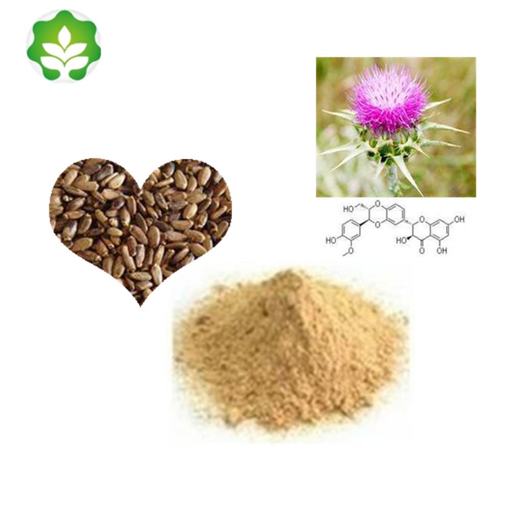 high quality blessed thistle powder extract _ p_e for liver
